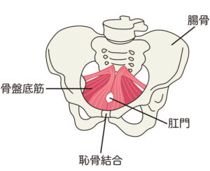 骨盤底筋ピラティス